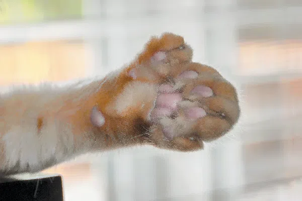 image 3 - 6 Fakta Mengagumkan tentang Kucing Polydactyl: Lebih dari Sekadar Seekor Kucing Biasa!