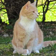 image 4 - 6 Fakta Mengagumkan tentang Kucing Polydactyl: Lebih dari Sekadar Seekor Kucing Biasa!