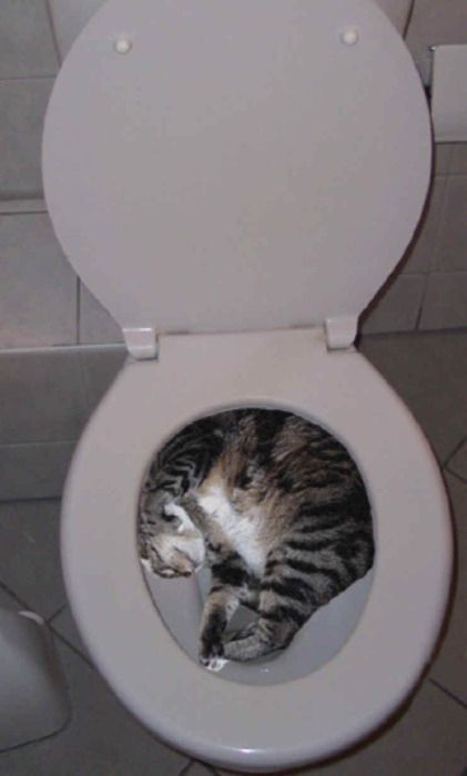 image 8 - Udah Ada Kasur Empuk Di Rumah Kok Malah Kucing Tidur Sembarangan Tempat Ya?