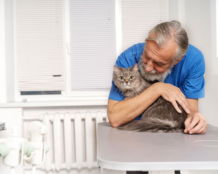 kucing dan majikannya - Energi Tak Terbatas: Mengapa Anak Kucing Hiperaktif Sekali Ya?