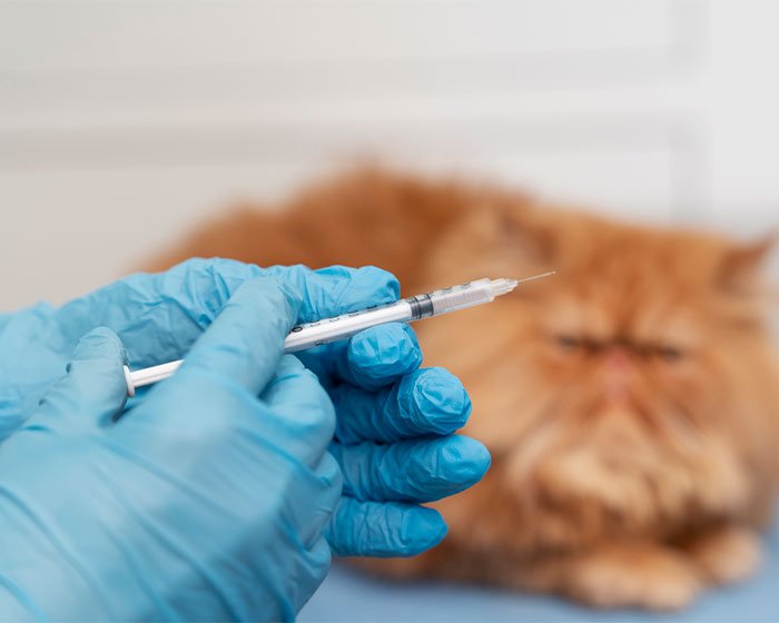 kucing disuntik - Pagar Anti Kucing: Solusi Efektif Cegah Kucing Agar Tidak Keluar Rumah?