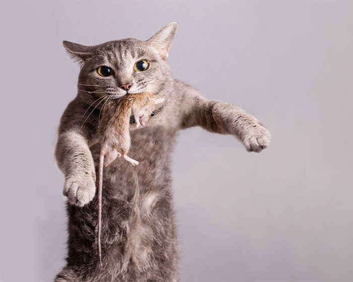 kucing gigit tikus - Oh, Ternyata Ini Toh 3 Penyebab Kucing Tidak Mengeong dan Cenderung Pendiam