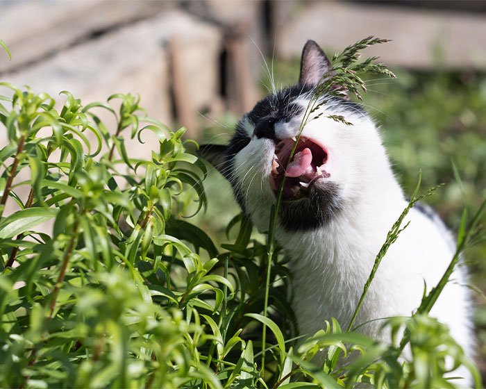 kucing makan rumput - Aneh Tapi Nyata: Ada Kucing Makan Rumput
