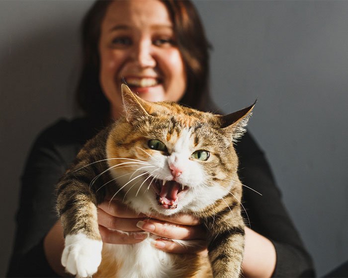 kucing marah dipegang majikannya - <strong>Kucing Rindu Majikan: Benarkah Ada Kecintaan yang Dalam di Antara Mereka?</strong>