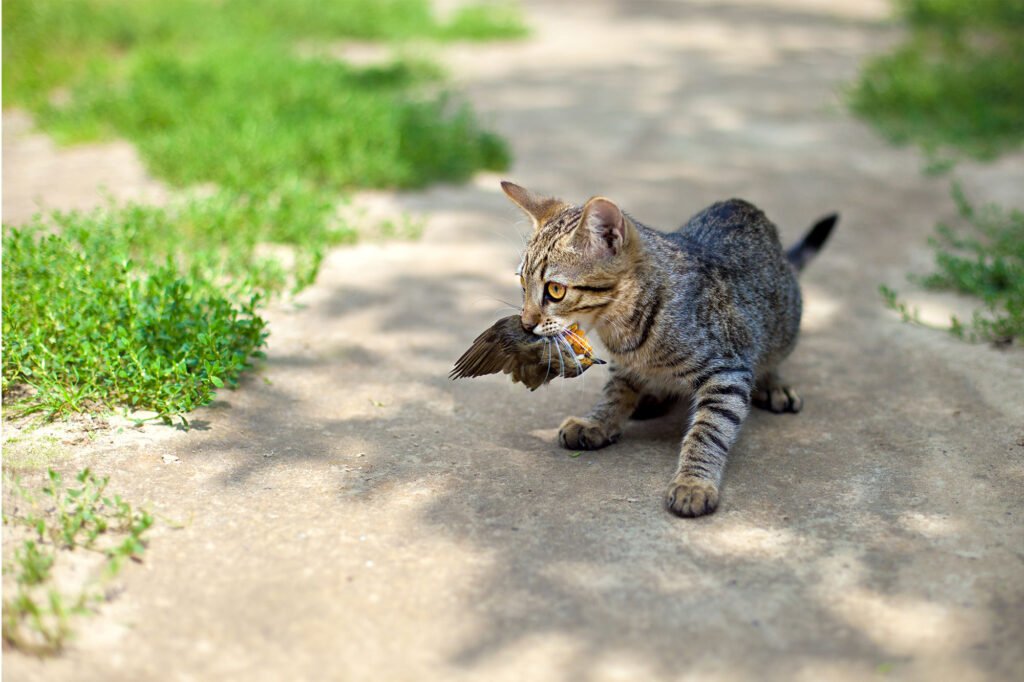 alasan orang tidak suka kucing karena kucing menangkap burung