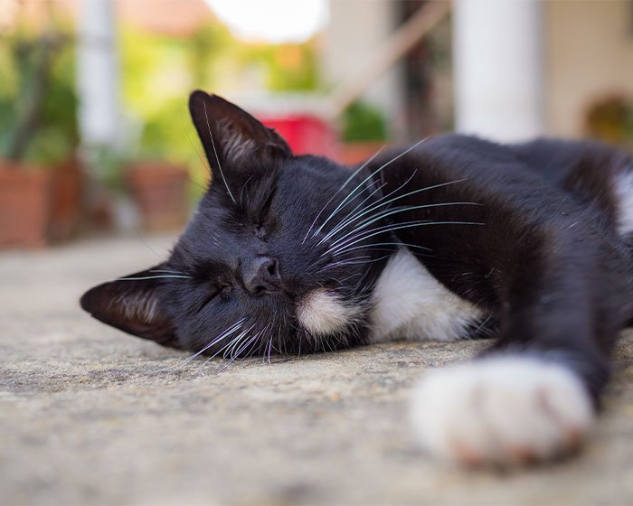 kucing tidur sembarangan bisa karena masalah kesehatan