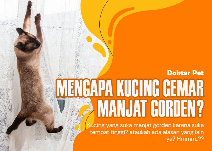 Mengulik Kelucuan Alasan Dari Tingkah Laku Kucing Manjat Gorden