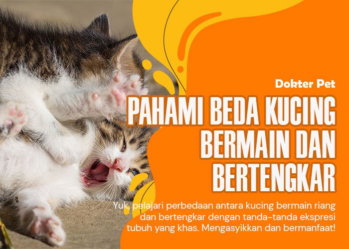 Kucing Bertengkar vs. Bermain: Membedakan Tanda-tandanya