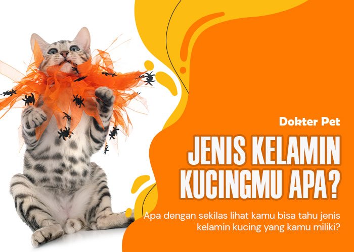 Panduan Praktis: 4 Cara Mengetahui Jenis Kelamin Kucing Anda dengan Mudah