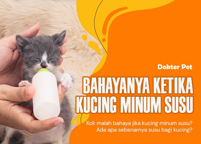 Kucing Minum Susu: Rasa Manis Yang Membahayakan