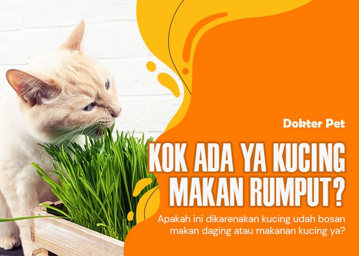 Aneh Tapi Nyata: Ada Kucing Makan Rumput