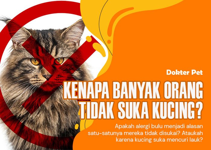 Menjelajahi Preferensi Pribadi: Mengapa Beberapa Orang Tidak Suka Kucing