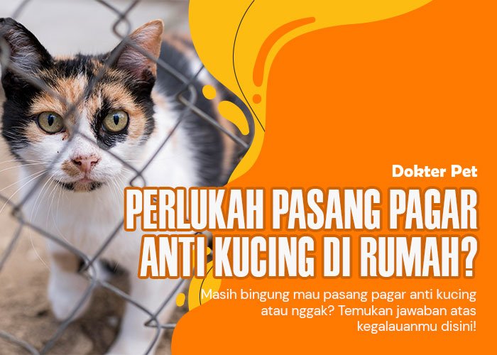 Pagar Anti Kucing: Solusi Efektif Cegah Kucing Agar Tidak Keluar Rumah?