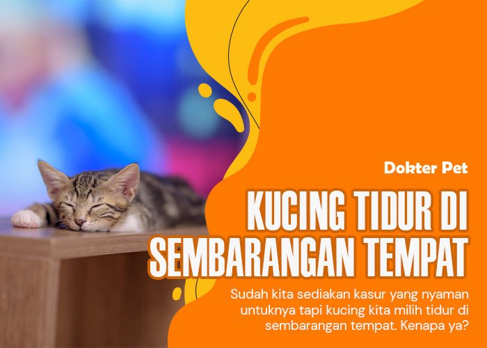 Udah Ada Kasur Empuk Di Rumah Kok Malah Kucing Tidur Sembarangan Tempat Ya?