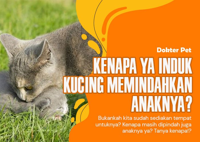 Sayang Anak: Memahami Kapan dan 6 Alasan Mengapa Induk Kucing Memindahkan Anaknya