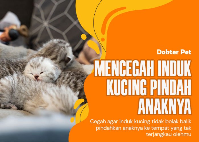 Pandangan Ahli: Strategi Terbaik untuk Mencegah Induk Kucing Memindahkan Anaknya