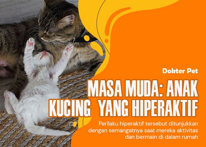 Energi Tak Terbatas: Mengapa Anak Kucing Hiperaktif Sekali Ya?
