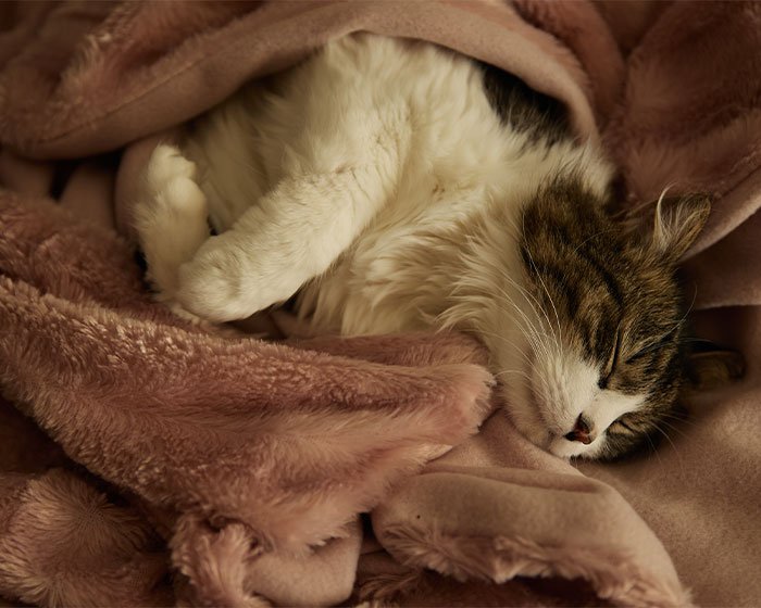 selimut kucing - Udah Ada Kasur Empuk Di Rumah Kok Malah Kucing Tidur Sembarangan Tempat Ya?