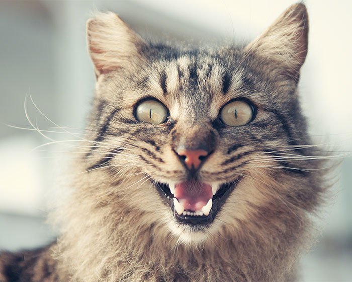 wajah kucing mengeong - Oh, Ternyata Ini Toh 3 Penyebab Kucing Tidak Mengeong dan Cenderung Pendiam