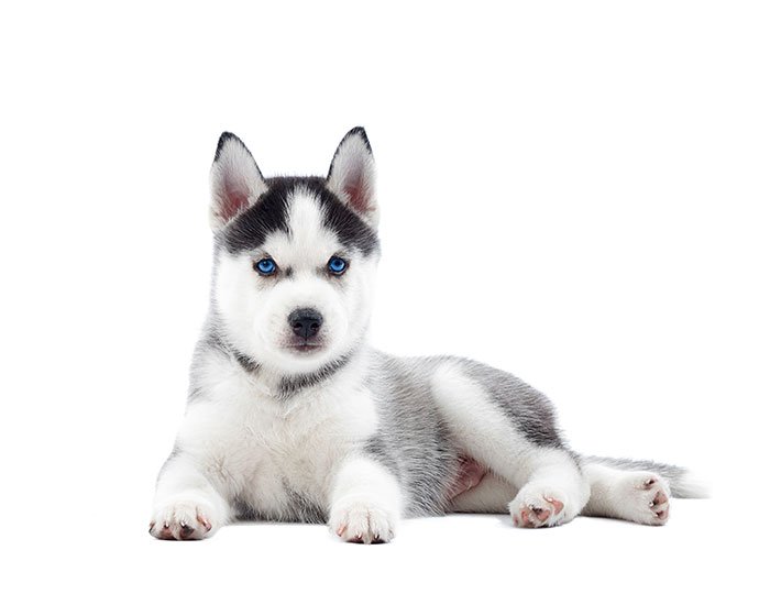 anak anjing husky - Mari Mengenal 11 Jenis Anjing Pelari Temani Olahragamu