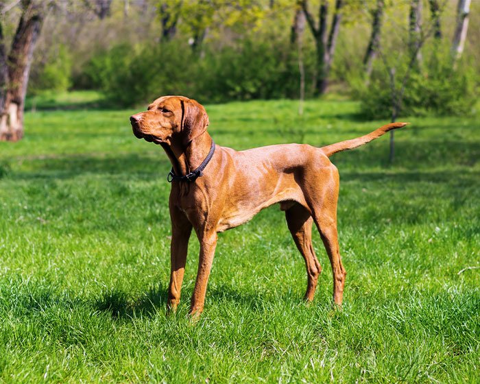 anjing Vizsla - Mari Mengenal 11 Jenis Anjing Pelari Temani Olahragamu