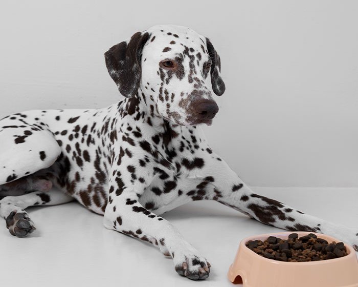 anjing dalmatian 2 - Mari Mengenal 11 Jenis Anjing Pelari Temani Olahragamu
