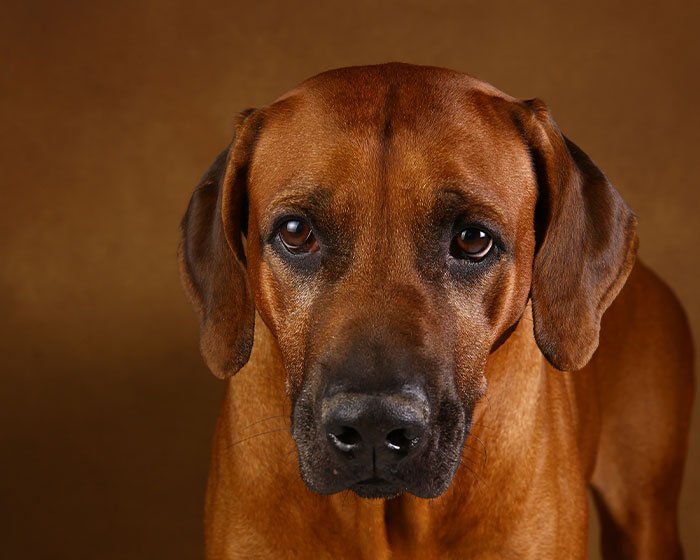 salah satu jenis anjing pelari