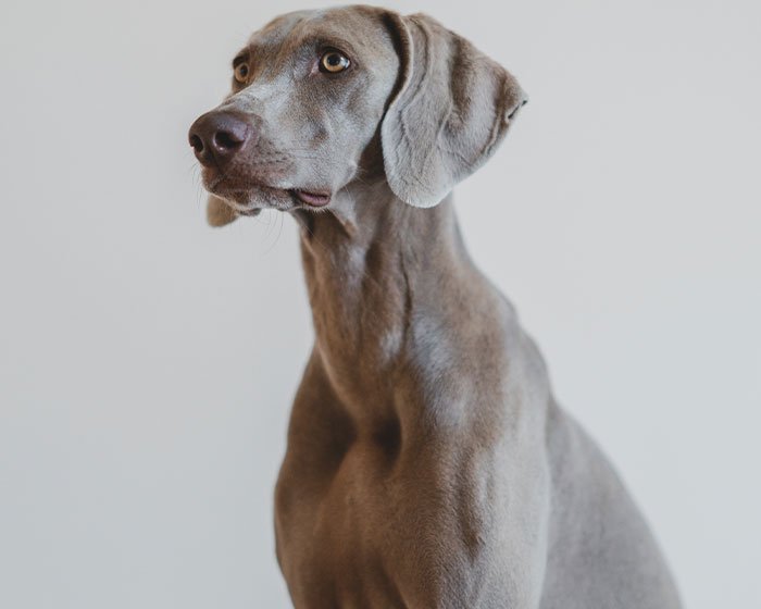 anjing weimaraner - Mari Mengenal 11 Jenis Anjing Pelari Temani Olahragamu