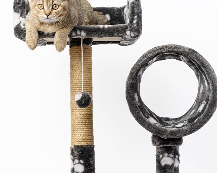 cat tree - Kucing zoomies: Penyebab serta penanganan pada kucing yang "kesurupan"