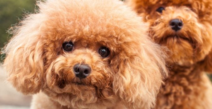 image 1 - Mari Mengenal 11 Jenis Anjing Pelari Temani Olahragamu