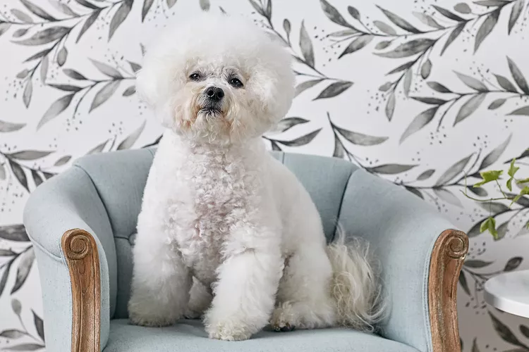 image 9 - 15 Jenis Anjing Ramah Keluarga. Mana Yang Menjadi Pilihanmu Kelak?
