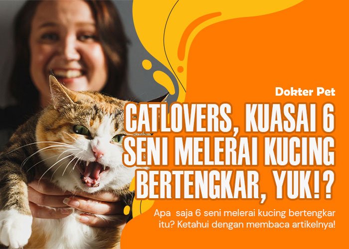 Melerai Kucing Bertengkar: 6 Cara Jitu bagi Catlovers
