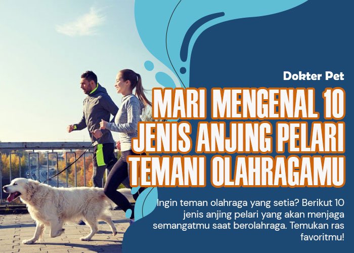 Mari Mengenal 11 Jenis Anjing Pelari Temani Olahragamu