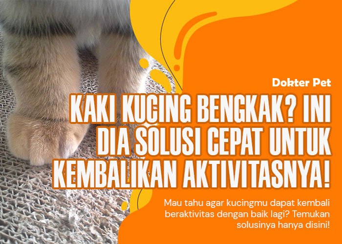 Diagnosis dan Cara Mengobati Kaki Kucing Bengkak Agar Kucing Cepat Bisa Berjalan Kembali