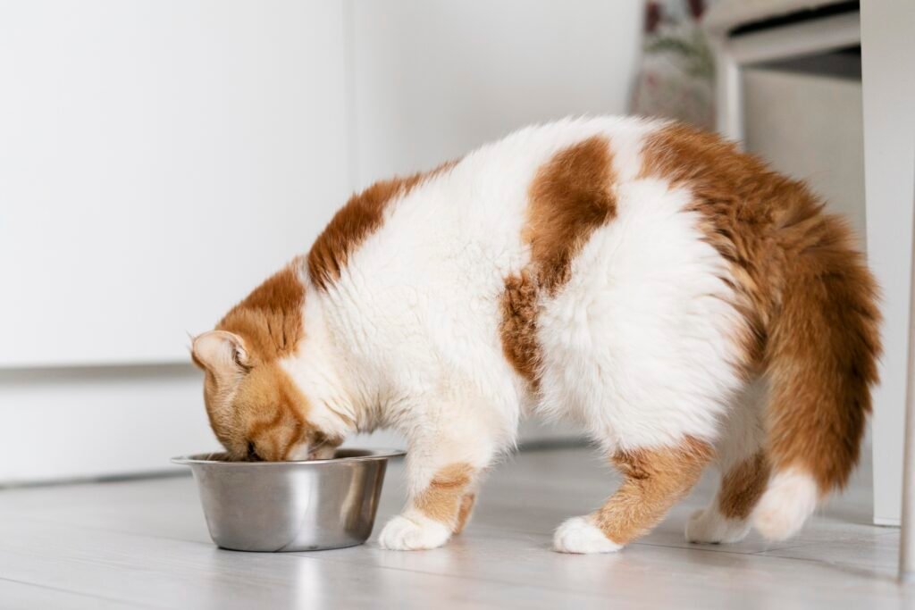 cute cat eating food from bowl - Hidung Tersumbat pada Kucing: Penyebab, Gejala, dan Pengobatan yang Efektif