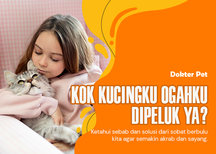 Kok kucingku ogah dipeluk ya? Ini dia penyebab dan solusinya!