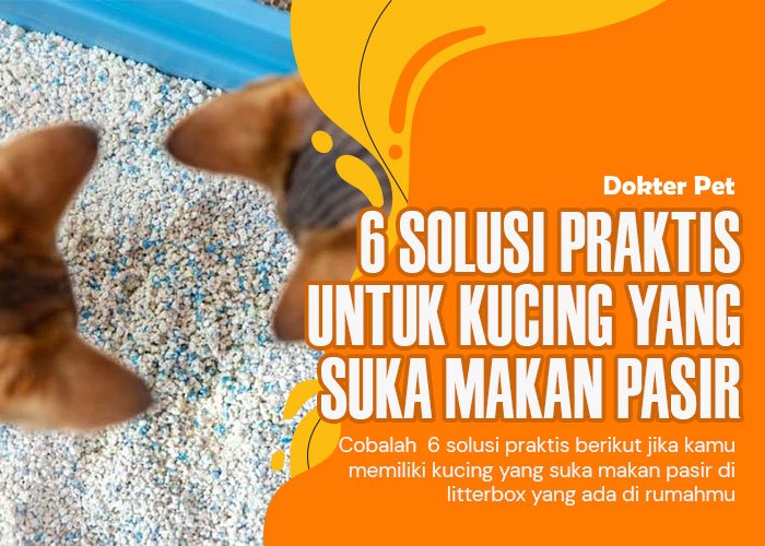 Kucing makan pasir: 6 solusi praktis atasi perilaku anehnya ini