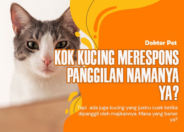 Kok kucing merespons panggilan namanya ya?