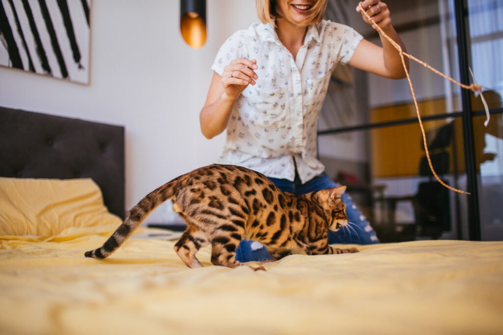 woman plays with rope with bengal cat - Kucing Bawa Hewan Mati: Menuju Rumah Bebas dari 'Hadiah' Mengerikan dengan 3 Tips Ampuh!