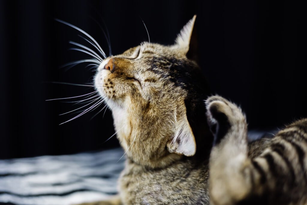 tungau telinga kucing membuat kucing suka garuk telinganya