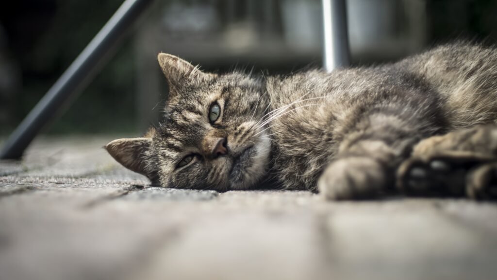 kucing akan mati mengalami perubahan perilaku