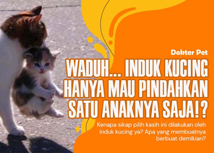 Taktik Survival atau Sikap Pemeliharaan? Mengurai Induk Kucing Memindahkan Satu Anak Saja