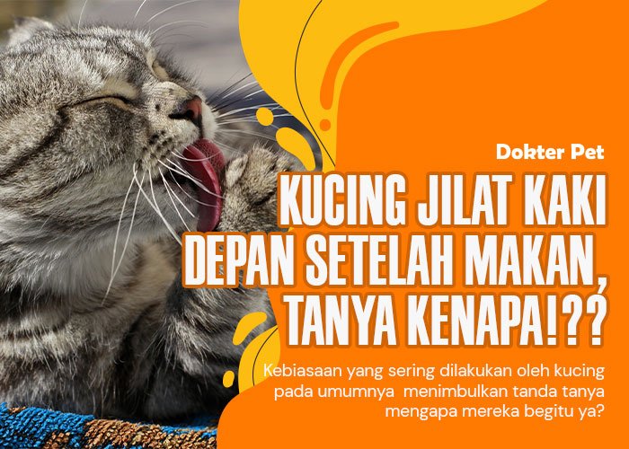 Mengapa kucing jilat kaki depan setelah makan? Ini penjelasannya!