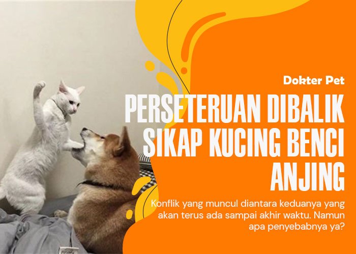 Kucing vs Anjing: Membedah Perbedaan dan Mengapa Kucing Bisa Benci Anjing