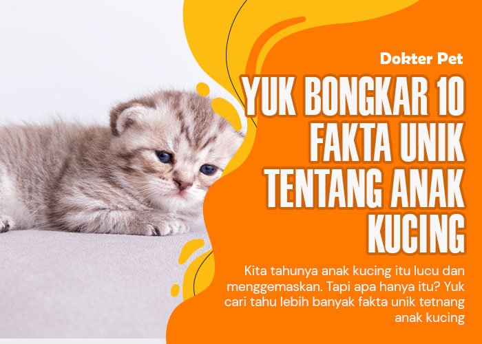 Rahasianya Terbongkar! 10 Fakta Unik Tentang Anak Kucing yang Lucu