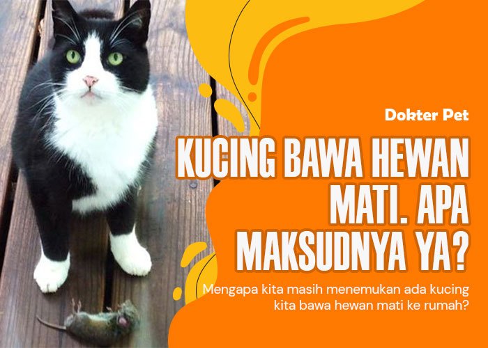 Kucing Bawa Hewan Mati: Kebiasaan Alamiah atau Tingkah Unik?