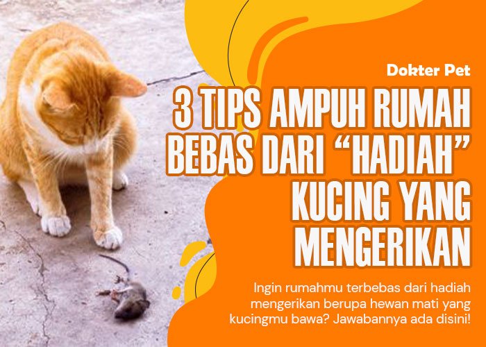 Kucing Bawa Hewan Mati: Menuju Rumah Bebas dari ‘Hadiah’ Mengerikan dengan 3 Tips Ampuh!