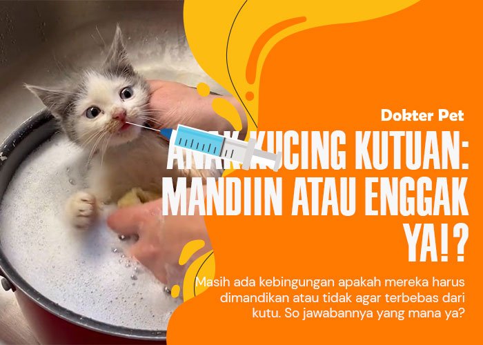 Bolehkah anak kucing kutuan dimandikan ya?