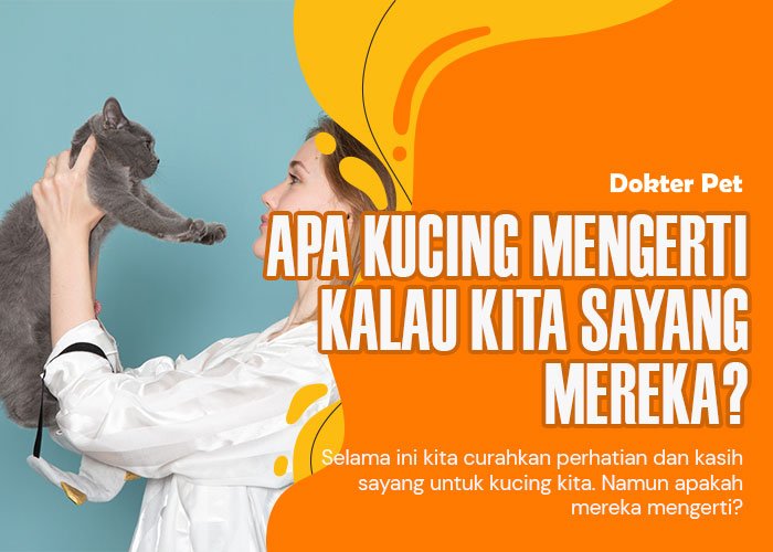 Menguji kepintaran kucing: Bisakah kucing mengerti kita sayang mereka?