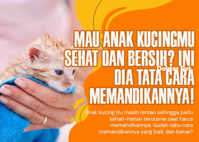 Langkah-langkah Aman: Bagaimana Memandikan Anak Kucing dengan Lebih Efektif